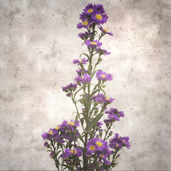 stylish textured old paper background with small purple autumn aster inflorescence 