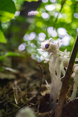 ギンリョウソウの花