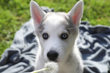 portrait husky puppy on grass