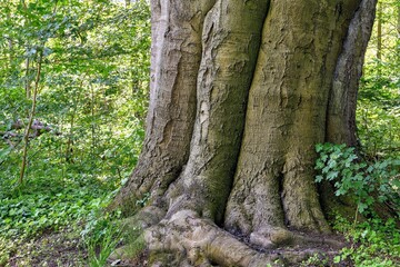 Majestic Beech Tree Base in Summer Forest