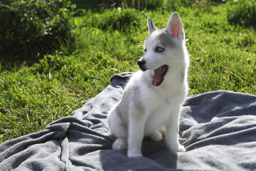 portrait husky puppy on grass
