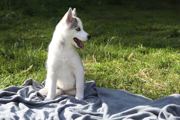 portrait husky puppy on grass