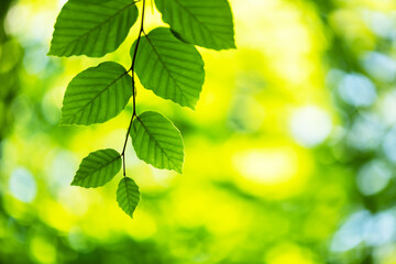 Fototapeta na wymiar Closeup nature view of green beech leaf on spring twigs