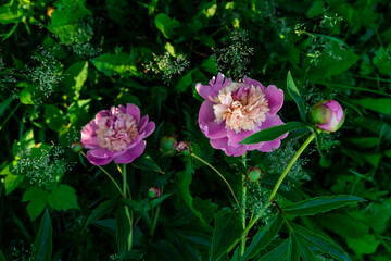 Pink peony flowers growing in garden