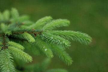 Christmas fir tree branches Background. Christmas pine tree wallpaper
