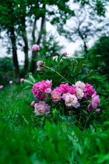 Obraz premium Bouquet of pink peonies in milk can standing near peony bush in garden