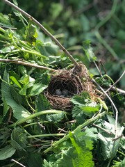 bird nest on a tree