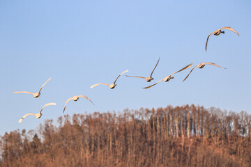 並んで飛ぶ白鳥の群れ