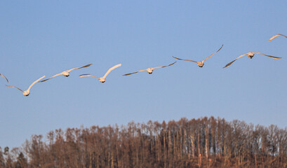 並んで飛ぶ白鳥の群れ