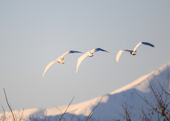 並んで飛ぶ白鳥の群れ