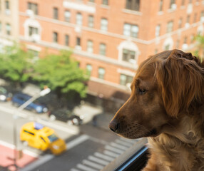 Golden Retriever Watches City Street Below Window, Taxi
