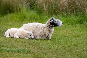Mother sheep and young lamb resting