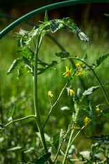 Budding flowers of a tomato bush growing on an outdoor garden bed