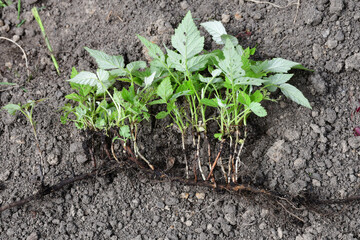 A young raspberry plant with roots. Rhizome with shoots. Vegetative propagation of raspberries. Root and sprouts with leaves.
