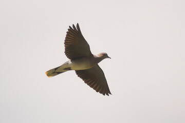 Tortora selvatica (Streptopelia turtur) in volo su sfondo cielo chiaro