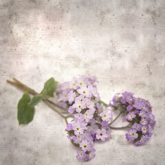 Fototapeta na wymiar square stylish old textured paper background with small branch of light lilac garden Heliotrope