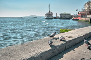 Groups piece of doves and pigeons. Gray and colorful feathers on their necks. They are landing on a...