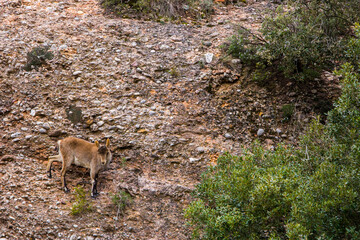 Mountain goat in Montserrat mountain, Barcelona, Spain