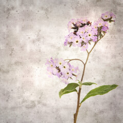 Fototapeta na wymiar square stylish old textured paper background with small branch of light lilac garden Heliotrope