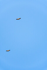 Griffon vulture spinning on the sky above Rocca del Crasto mountain, Sicily