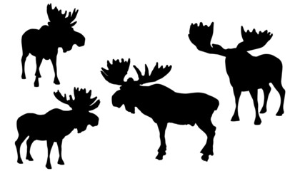 pack of moose vector silhouette illustration isolated on white background