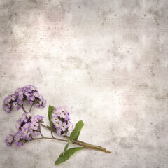 Naklejka na ściany i meble square stylish old textured paper background with small branch of light lilac garden Heliotrope
