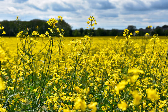 Oilseed rape field with blue sky stock images. Brassica napus stock images. Yellow flowering field with rapeseed photo