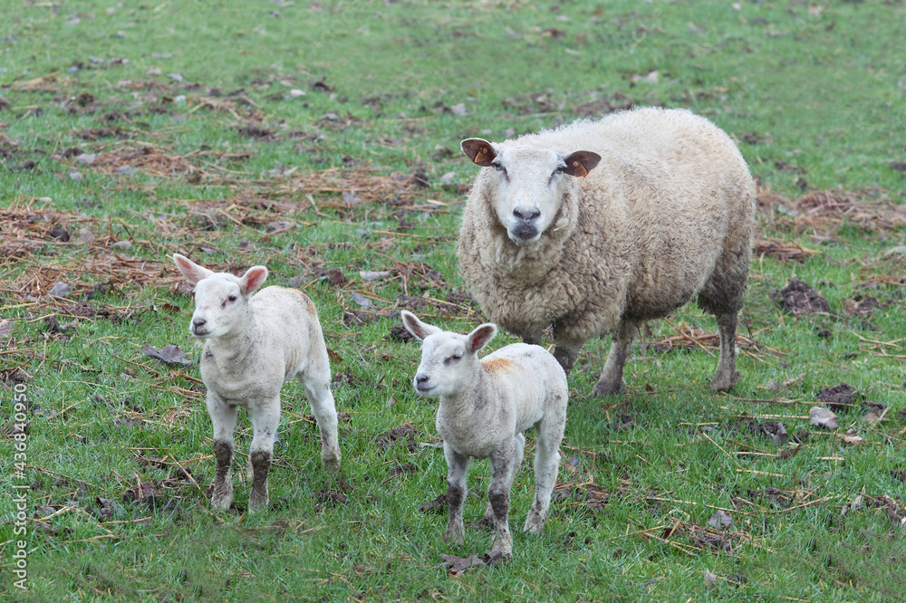 Wall mural white flemish sheep ewe with two new born lambs