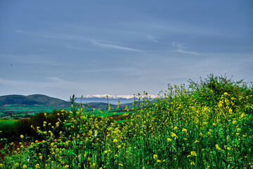 Fototapeta na wymiar Magnificent nature view with beautiful yellow flowers growing up in green grass with huge mountain (uludag) background. there is snow on peak of the mountain. 