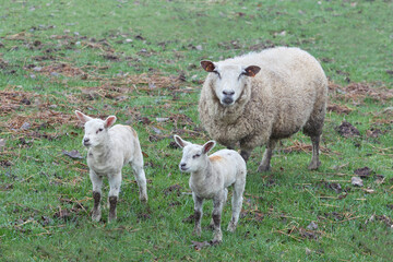 Naklejka na ściany i meble White Flemish sheep ewe with two new born lambs