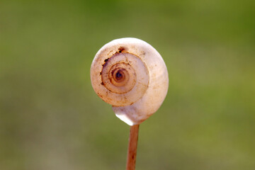 Empty snail shell on green background.