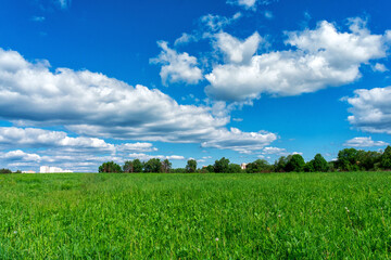 field landscape green field and sky background