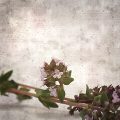 square stylish old textured paper background with sprig of thyme
