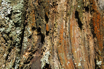 abstract background old wood in cracks and destruction