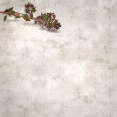 square stylish old textured paper background with sprig of thyme