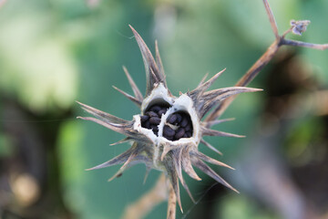 Fruits of Datura ferox that grow wild
