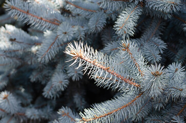 Naklejka na ściany i meble Fir branches. Christmas tree. Pine needles. Spruce. Pine cones.