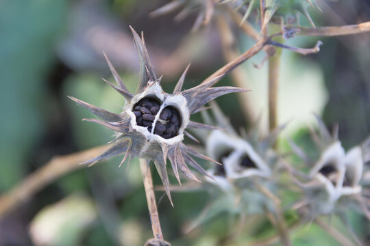 Fruits of Datura ferox that grow wild