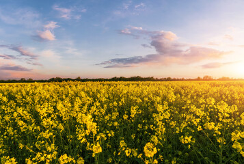 blooming yellow rape, oil canola or colza field at sunset or sunrise