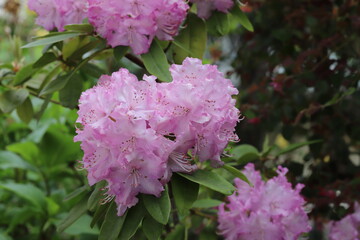 春の庭に咲くピンク色のシャクナゲの花