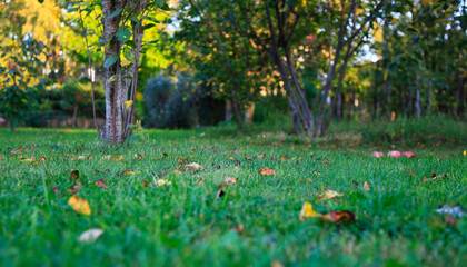 Blurred grass green background, close up pictures of leaves in a home garden, blurred green background, fresh green lawn with morning sun, lush green grass with morning sun