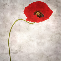  oldstylish textured old paper square background with red poppy Papaver rhoeas
 paper background