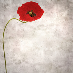 stylish textured old paper square background with red poppy Papaver rhoeas