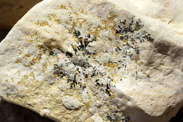   Plant fossil in the stone.