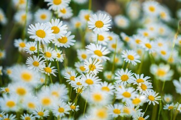 daisies in a field