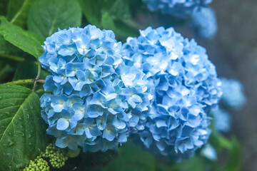 アジサイ 紫陽花 あじさい 美しい 綺麗 梅雨 雨 幻想的 落ち着いた 鮮やか グリーン ブルー 6月 
