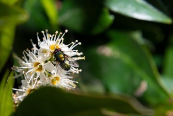 bee on a flower