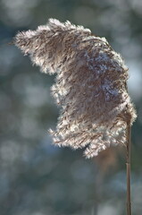 Reed (Phragmites L.) in the wind on a sunny winter day.
