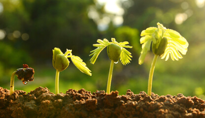 spring seed to tree, agriculture plant seeding growing step concept in garden and sunlight