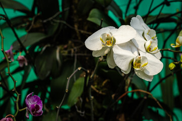 orchid flower unique species close up shot with blurred background and space for text at day